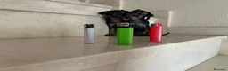 Pinscher Miniatura perros en venta: PINCHER MINIATURA - Anuncio 15