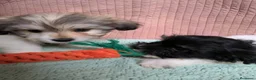Bichón Habanero perros en venta: Machitos de bichon habanero - Anuncio 4