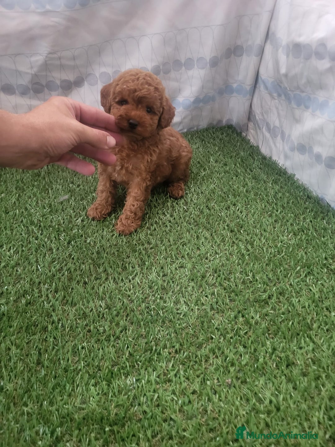 Raza Mixta perros en venta: Caniches - Imagen 1