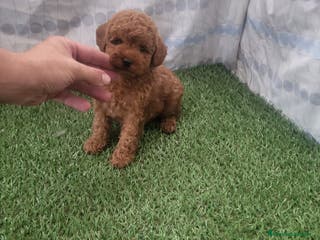 Raza Mixta perros Caniches - Anuncio 7