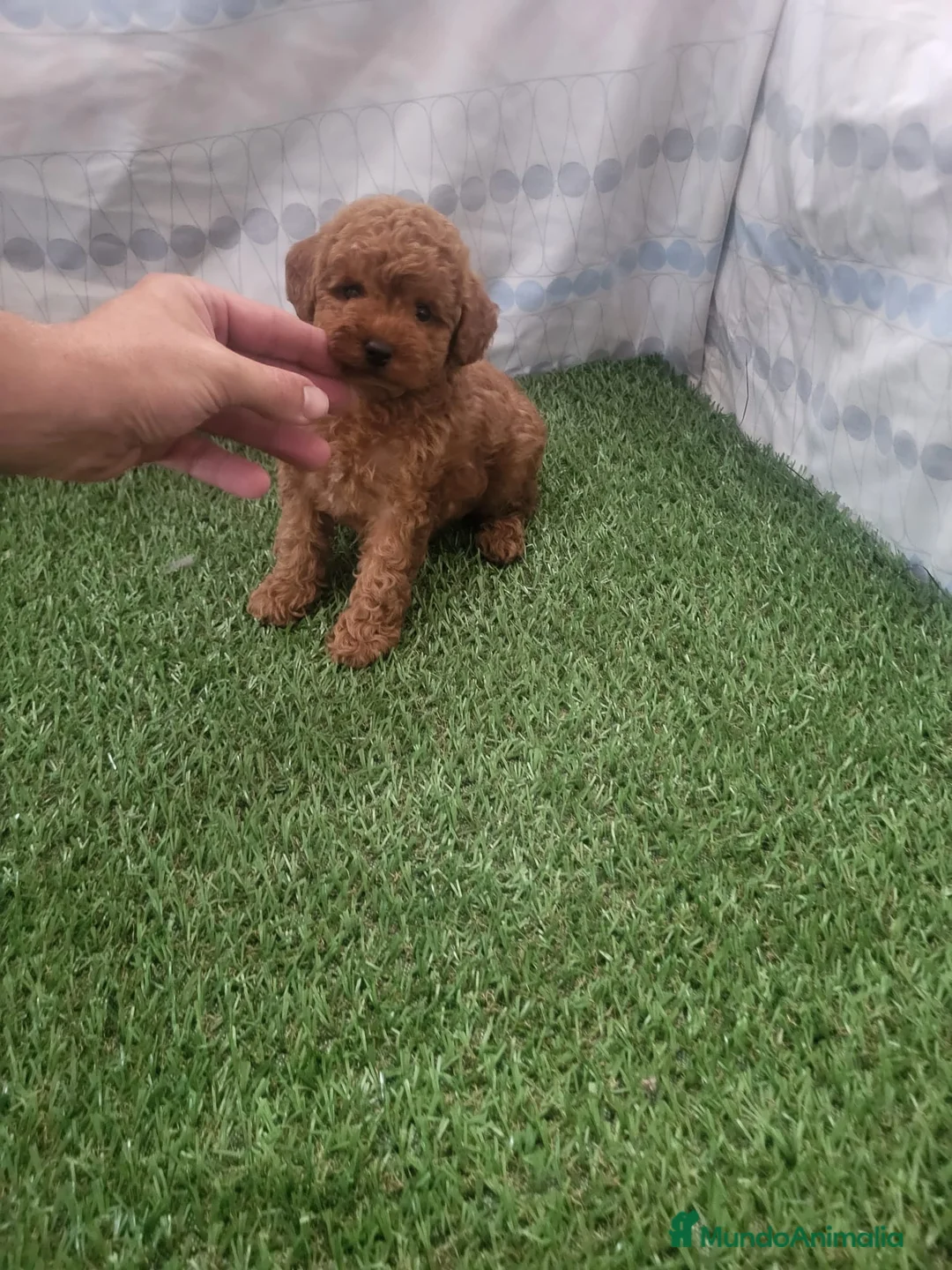 Raza Mixta perros en venta: Caniches - Anuncio 1