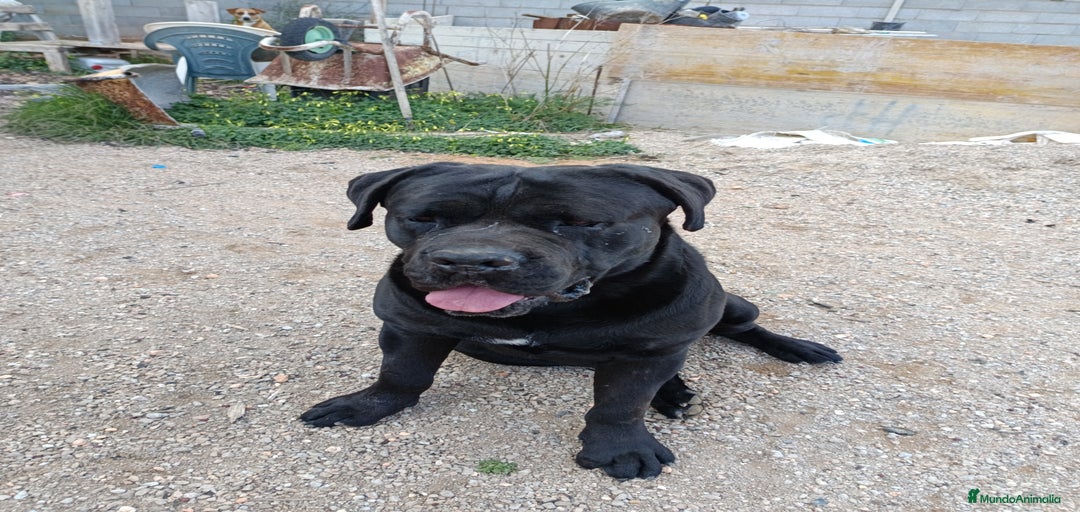 Imagen de galería {{count}}