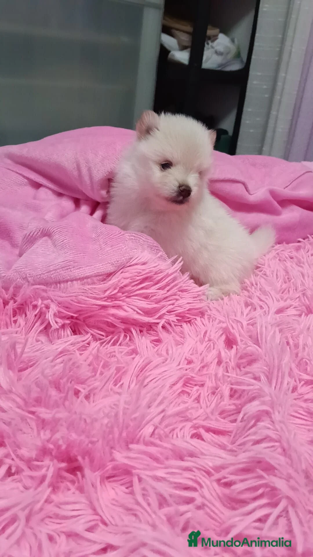 Pomerania perros en venta: Pomerania  - Anuncio 2