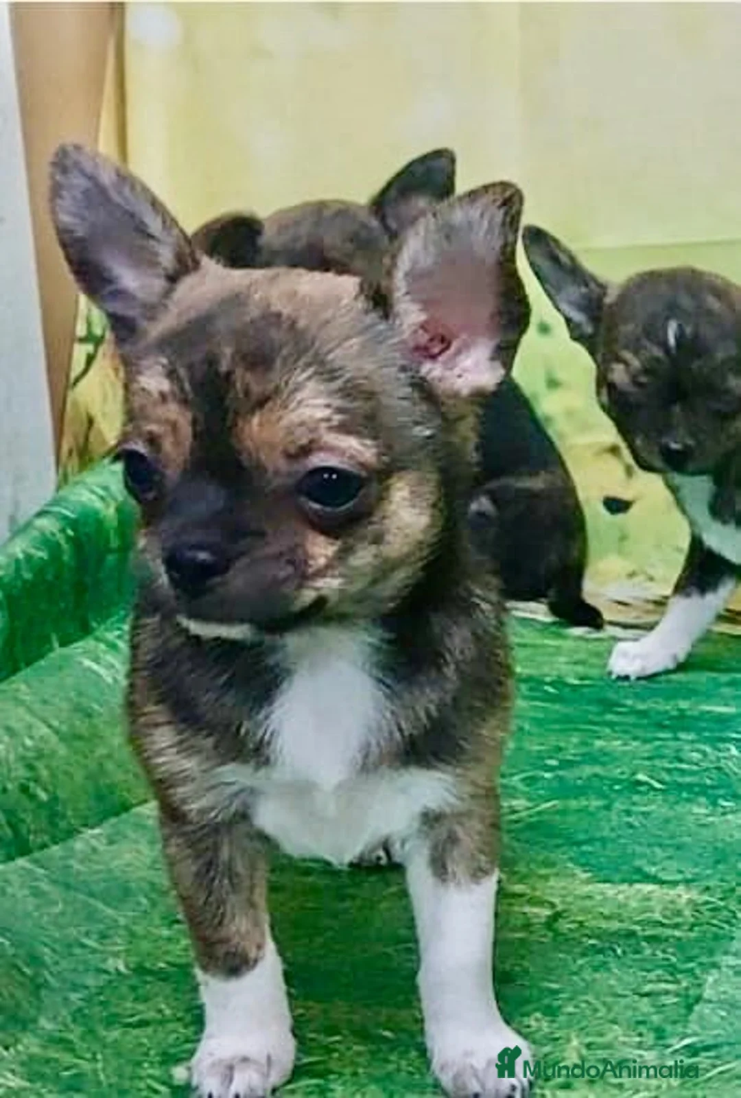 Chihuahua perros en venta: Cachorros de Chihuahuas en Caraby - Anuncio 2