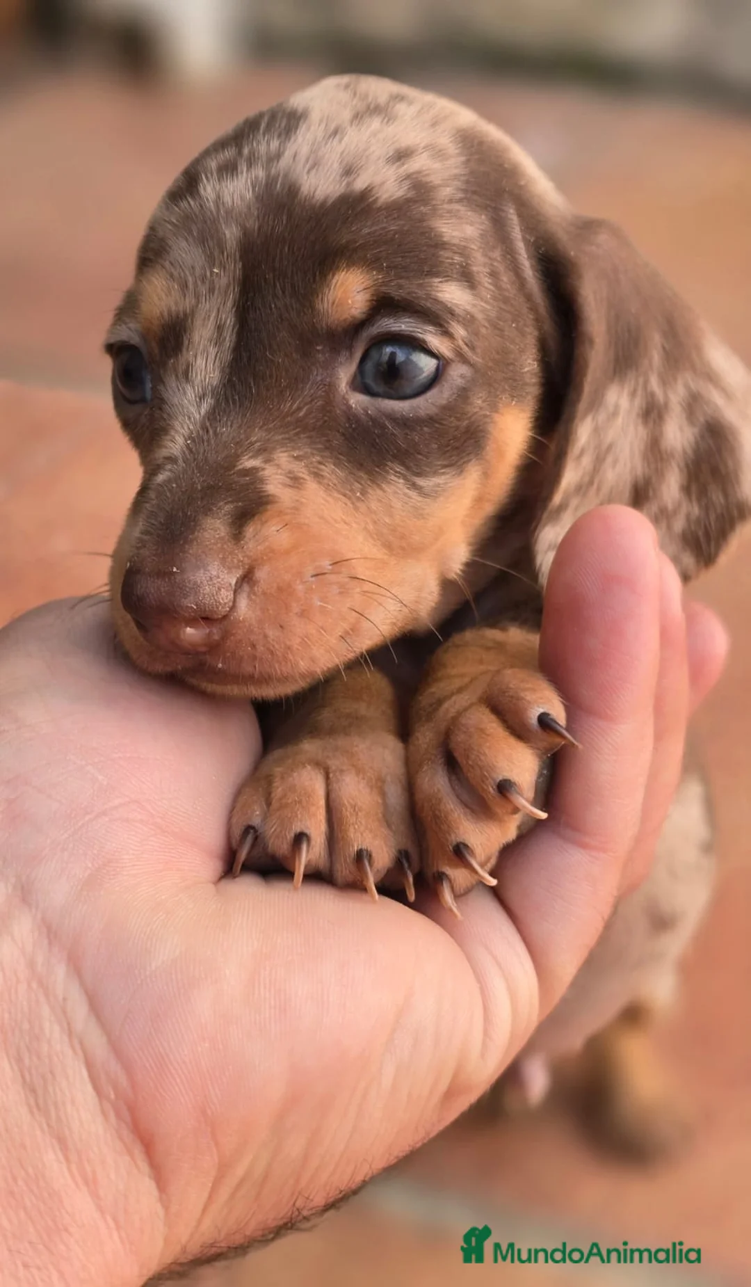 Teckel Miniatura perros en venta: Cachorros raza Teckel  en Granada - Anuncio 6