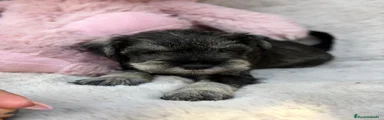 Schnauzer Miniatura 5