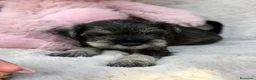 Schnauzer Miniatura perros en venta: SCHNAUZER MINIATURA GRAN CALIDAD - Anuncio 10