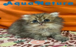 Británico de Pelo Largo gatos en venta:  British Longhair Macho 6421 AQUANATURA - Imagen 2