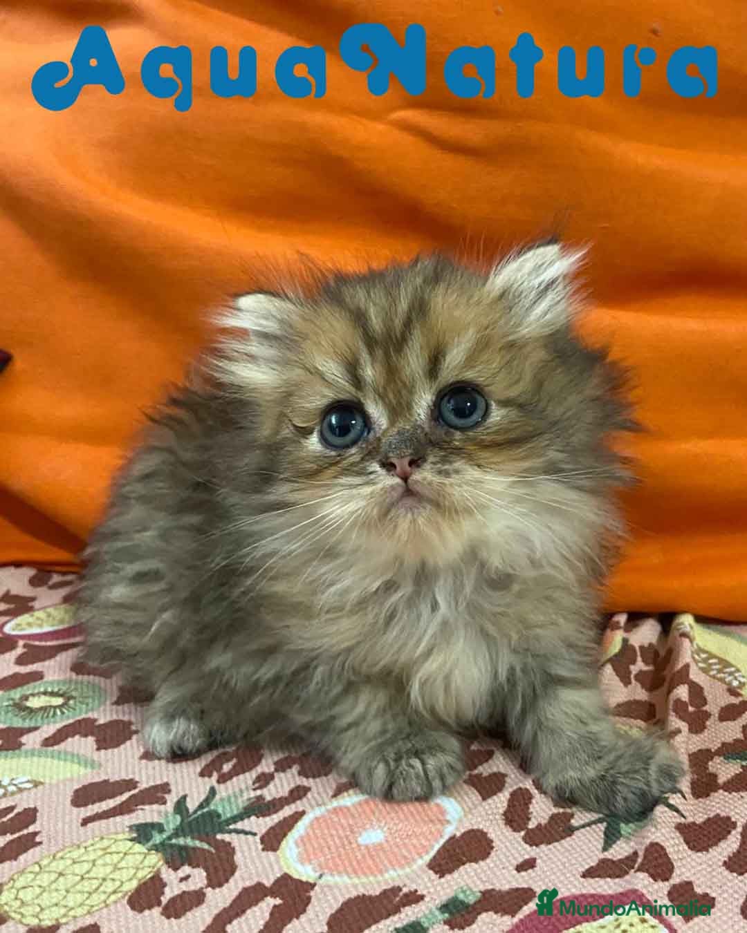 Británico de Pelo Largo gatos en venta:  British Longhair Macho 6421 AQUANATURA - Imagen 2