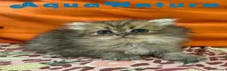 Británico de Pelo Largo gatos en venta:  British Longhair Macho 6421 AQUANATURA - Anuncio 2