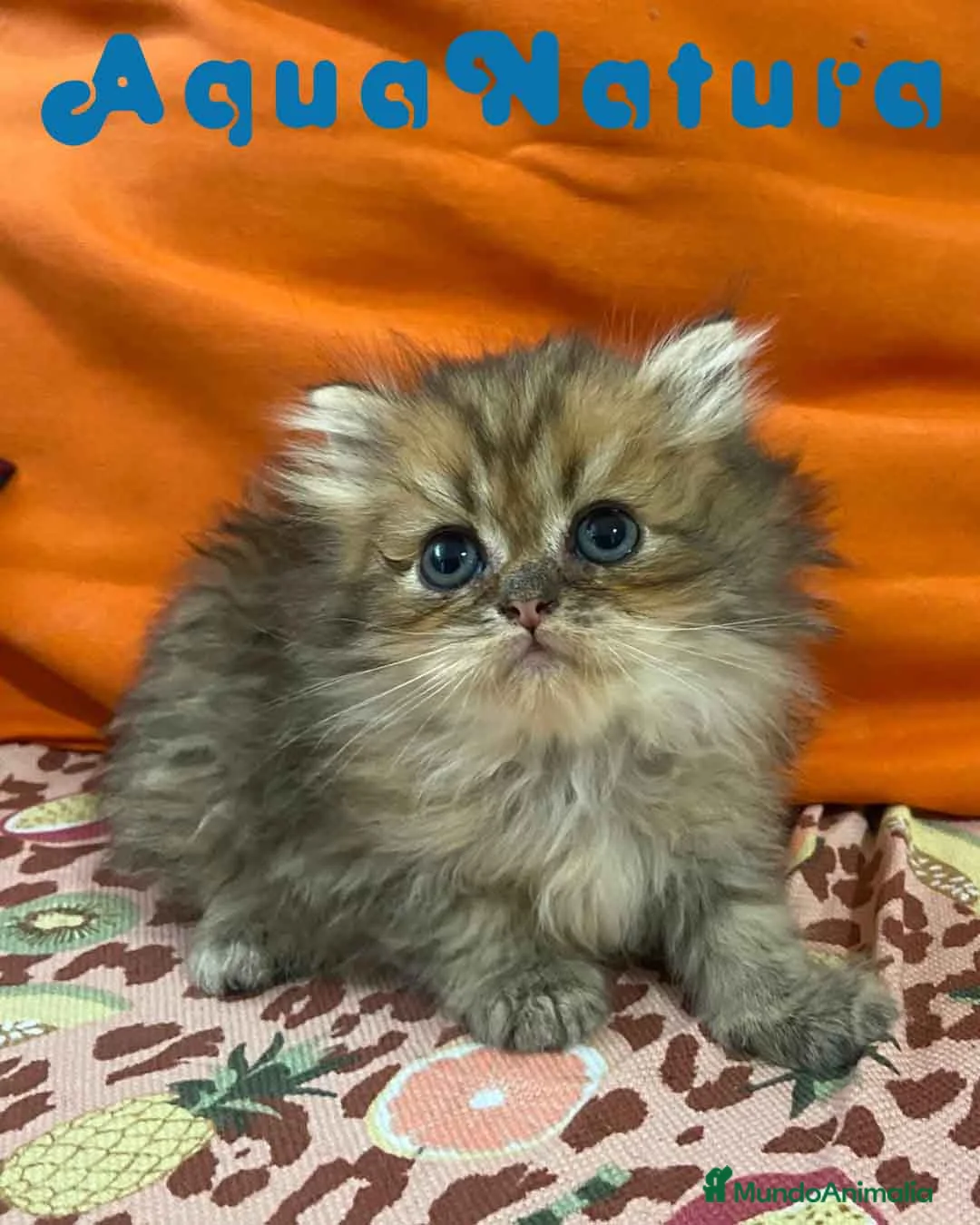 Británico de Pelo Largo gatos en venta:  British Longhair Macho 6421 AQUANATURA - Anuncio 2