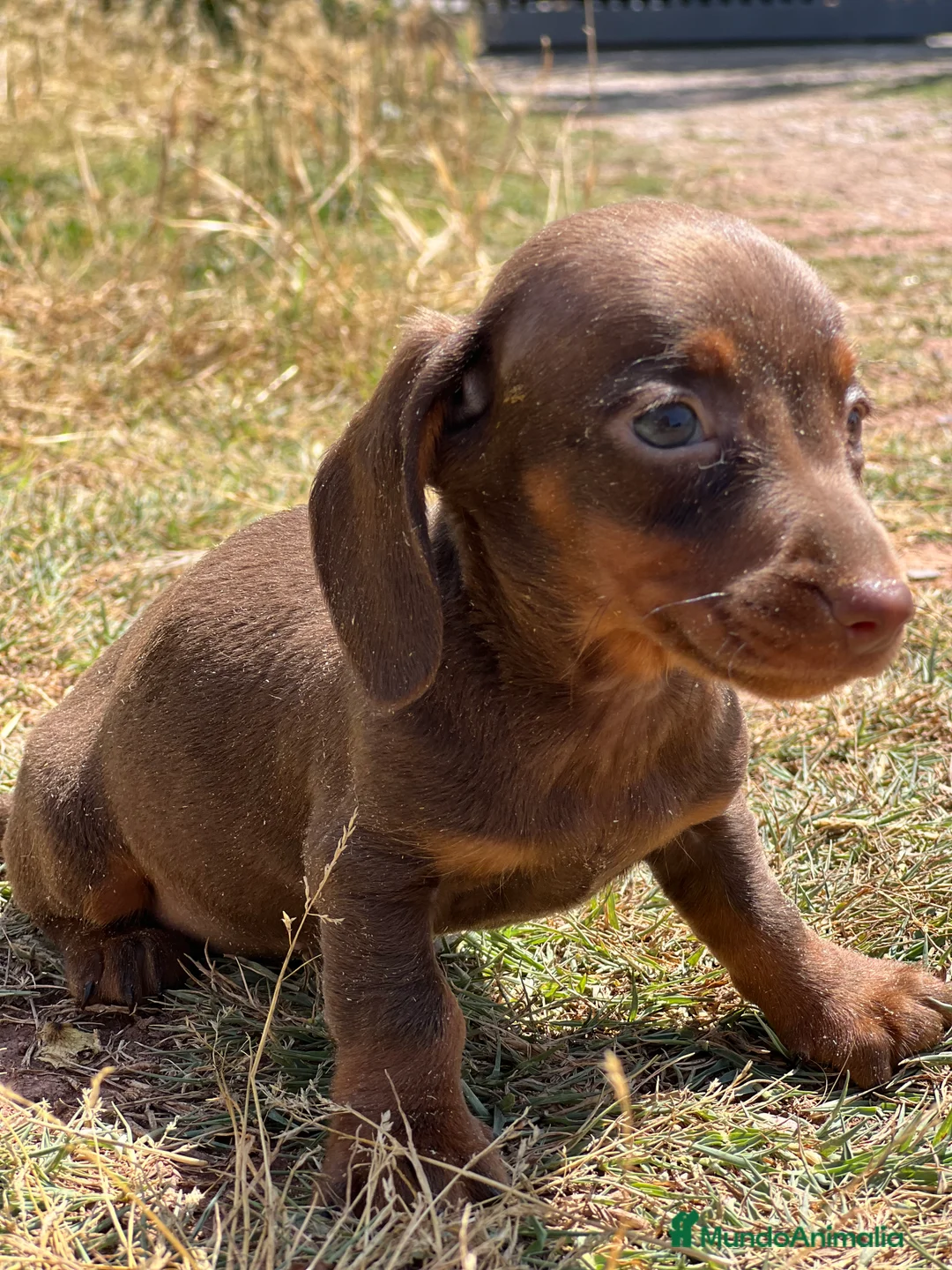 Teckel Miniatura perros en venta: Teckel Kaninchen - Anuncio 2