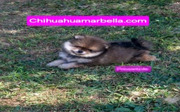Pomerania perros en venta: Pomerania macho - Imagen 3
