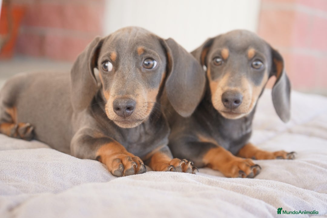 Teckel Miniatura perros en venta: 🌙 Tiko y Munchi – Elegancia en tonos silver 🐾 - Imagen 3
