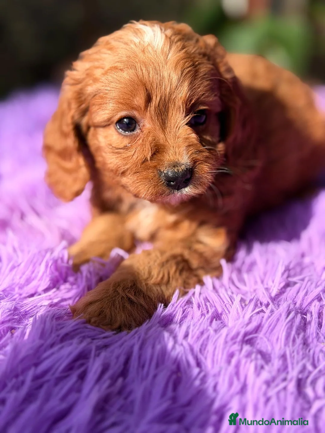 Cavapoo perros en venta: CAVAPOO ROJO - Anuncio 4