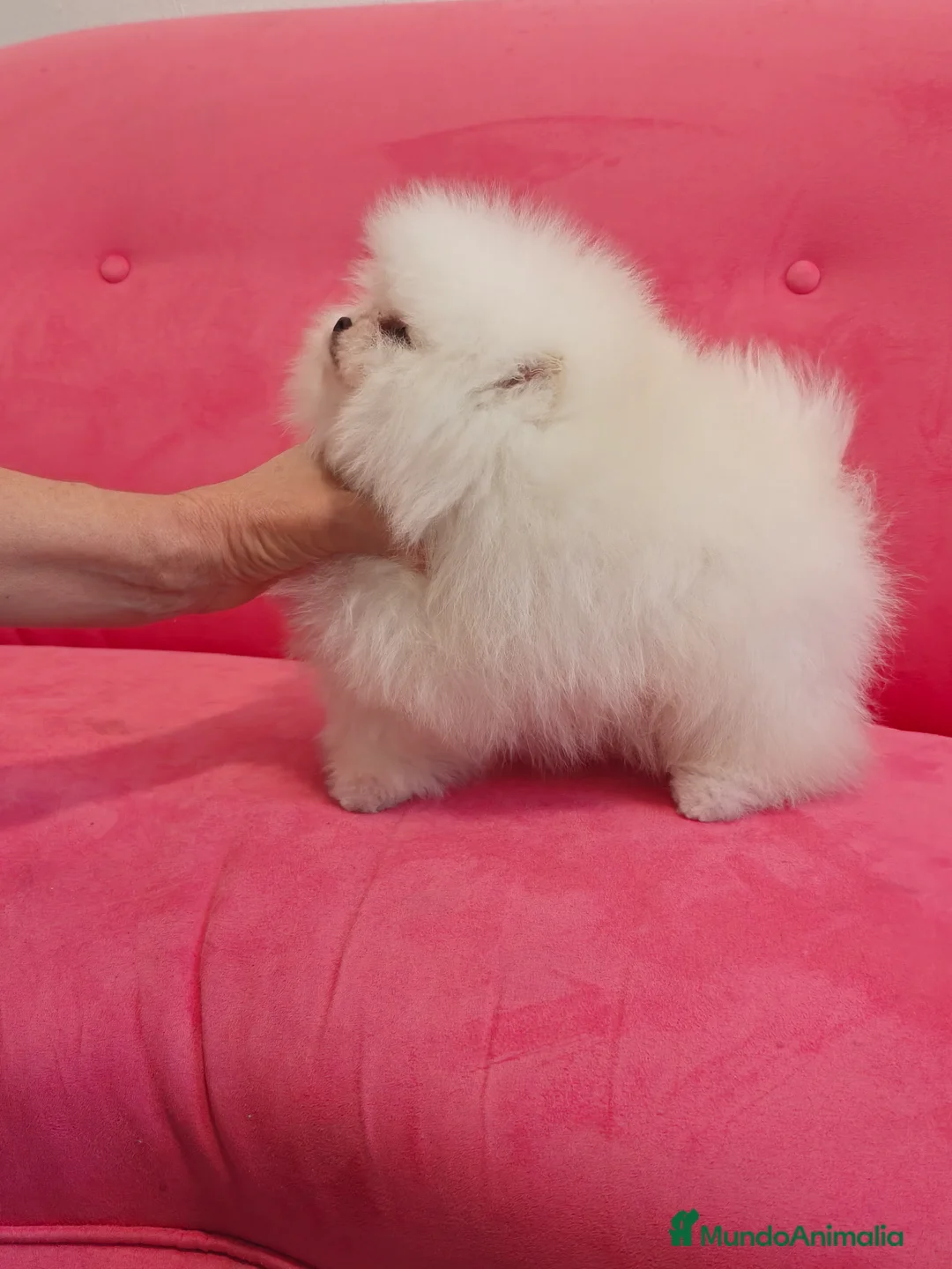Pomerania perros en venta: Pomerania TOY Blanco nuclear ♂️ excelente  - Anuncio 9