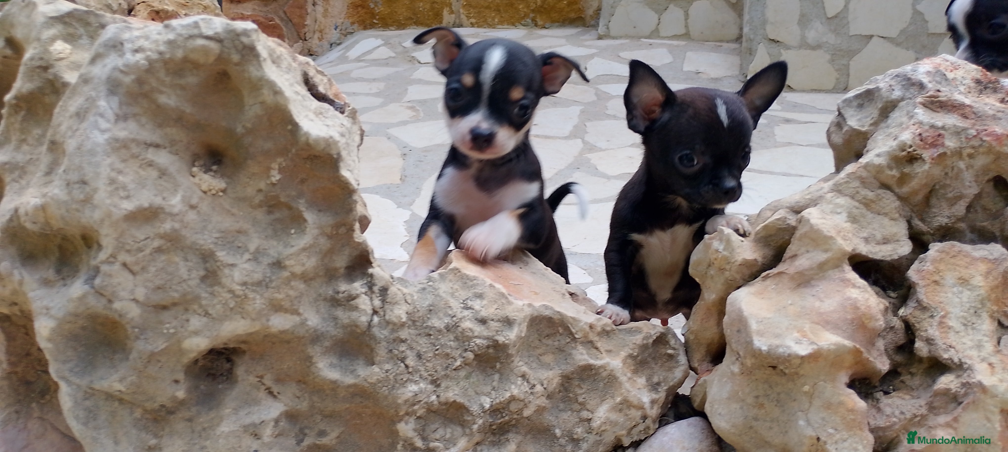 Chihuahua perros Chihuahua blue hembra  en Alicante - Anuncio 24