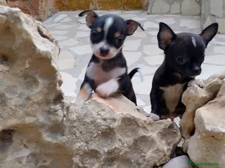 Chihuahua perros Chihuahua blue hembra en Alicante - Anuncio 28