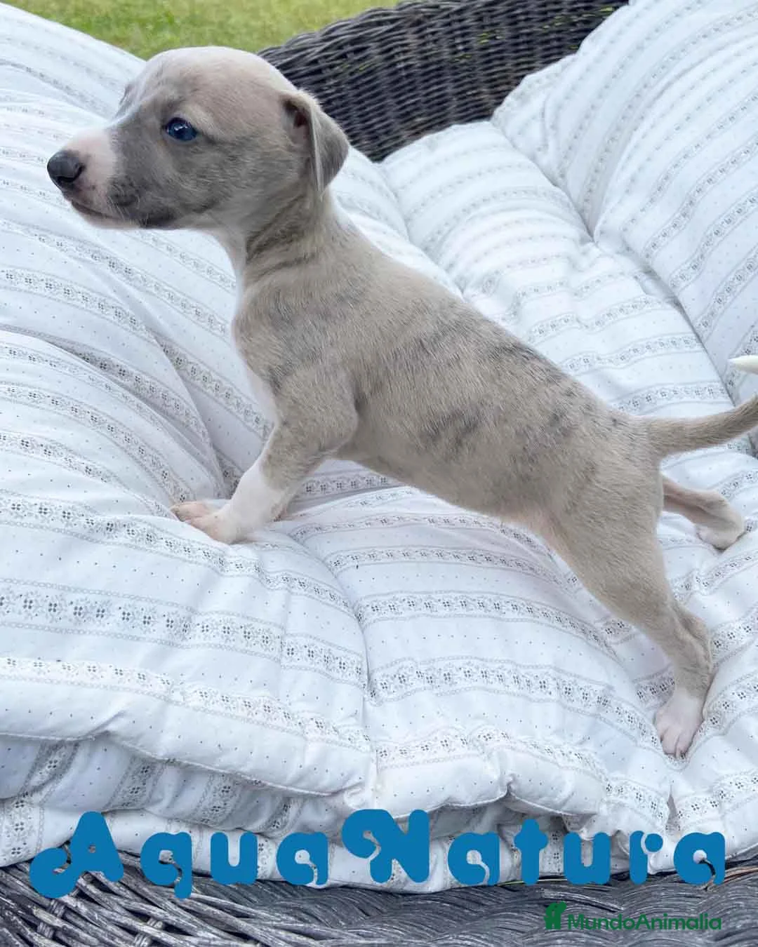 Pequeño Lebrel Italiano perros en venta:  Lebrel Italiano Macho 5891 - AQUANATURA en Barcelona - Anuncio 5