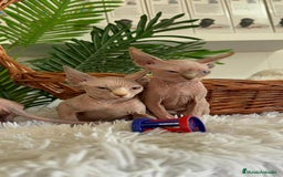 Sphynx gatos en venta: GATITAS SPHYNX - Anuncio 13