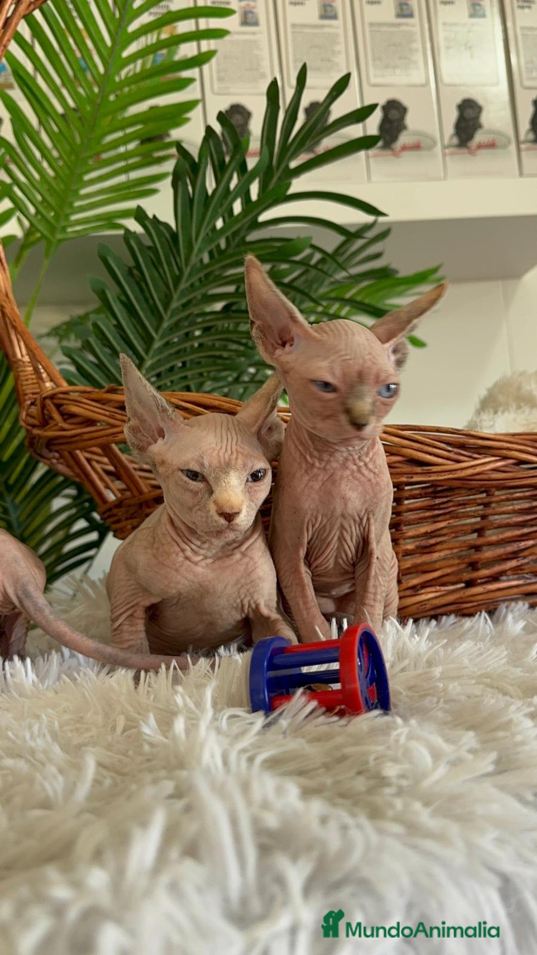 Sphynx gatos en venta: GATITAS SPHYNX - Anuncio 13
