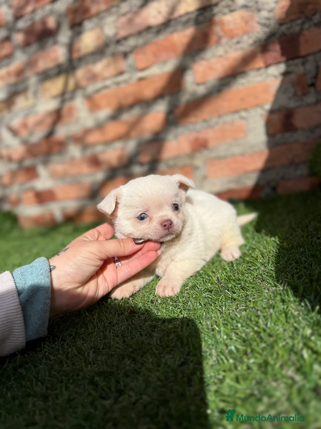 Chihuahua perros en venta: Chihuahuas cabeza manzana hembras - Anuncio 3