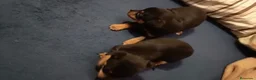 Pinscher Miniatura perros en venta: Pinscher miniatura  en Barcelona - Anuncio 4