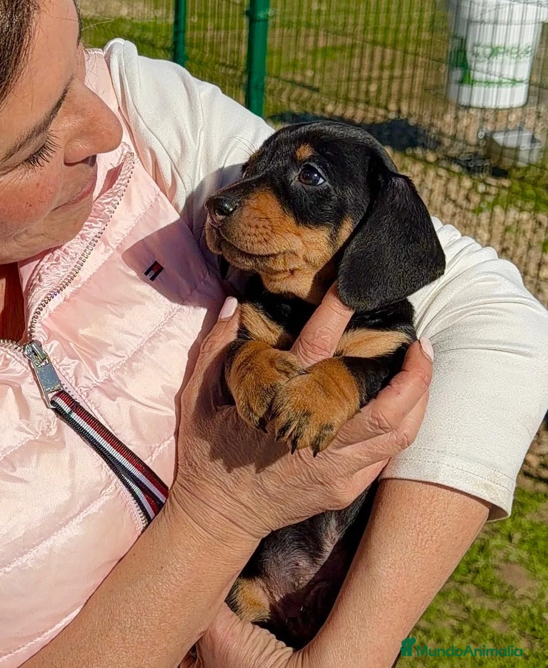 Teckel Miniatura perros en venta: TECKEL KANINCHEN NEGRO/FUEGO 🖤🔥 - Anuncio 3