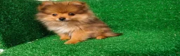 Pomerania perros en venta: Pomerania  - Anuncio 17