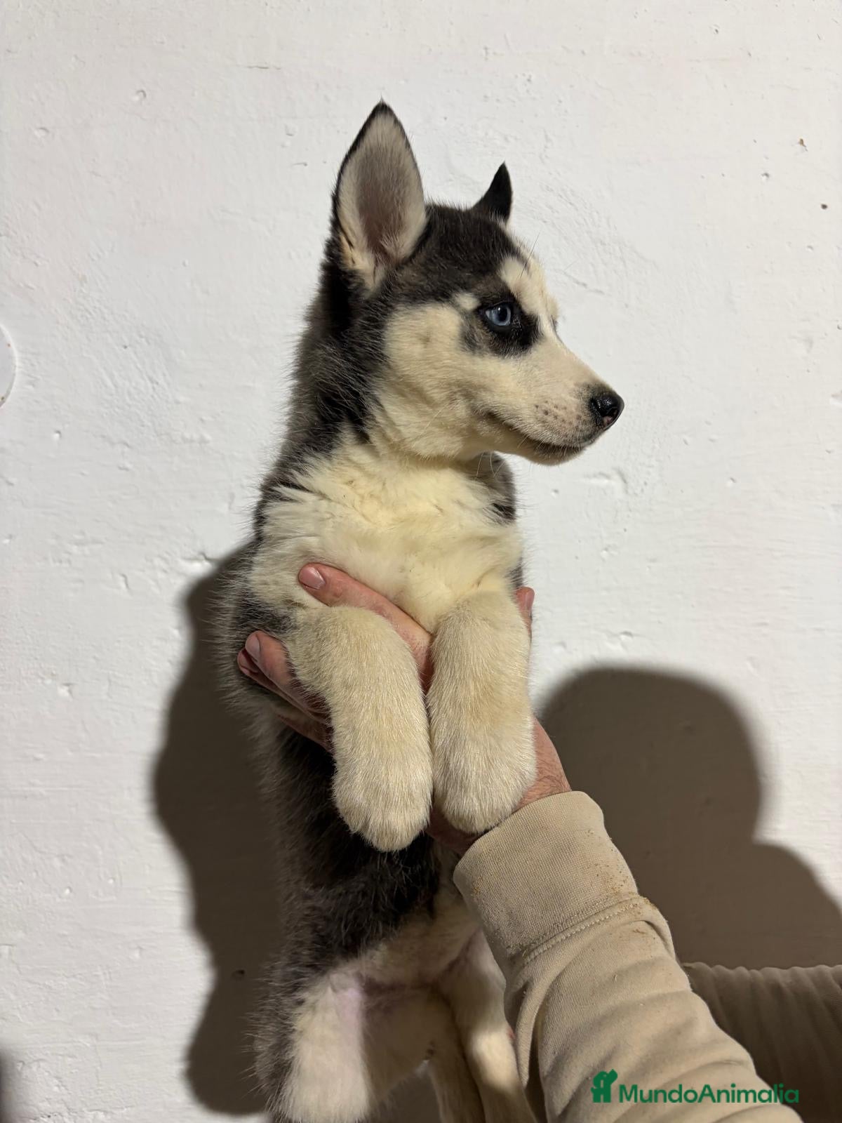 Husky Siberiano perros Husky siberiano - Anuncio 1