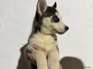 Husky Siberiano perros Husky siberiano - Anuncio 1