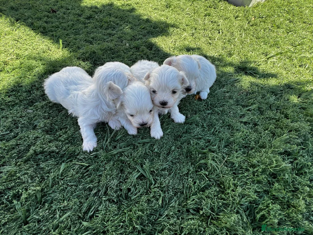 Bichón Maltés perros en venta: Bichon Maltes  - Anuncio 1