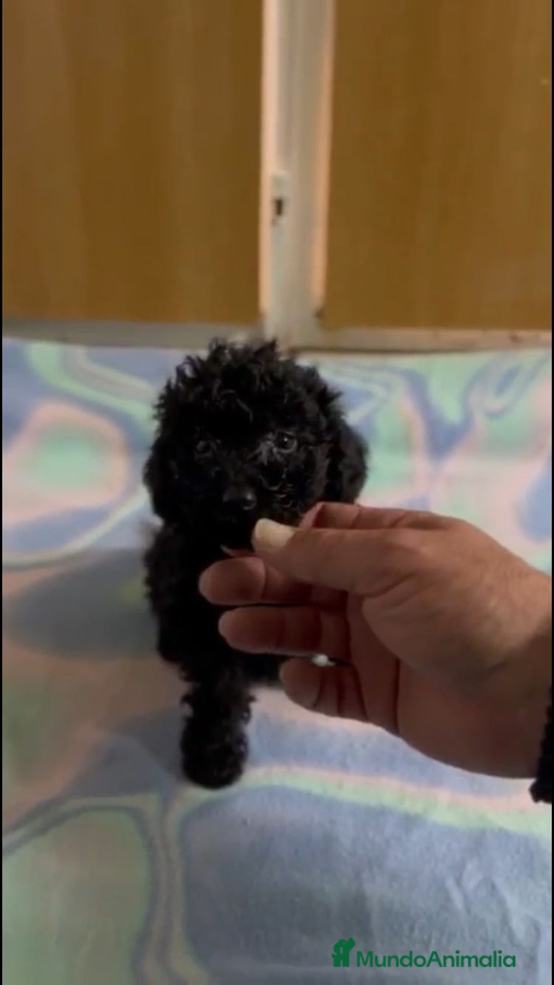 Caniche Toy perros en venta: CANICHE TEACUP - Anuncio 2