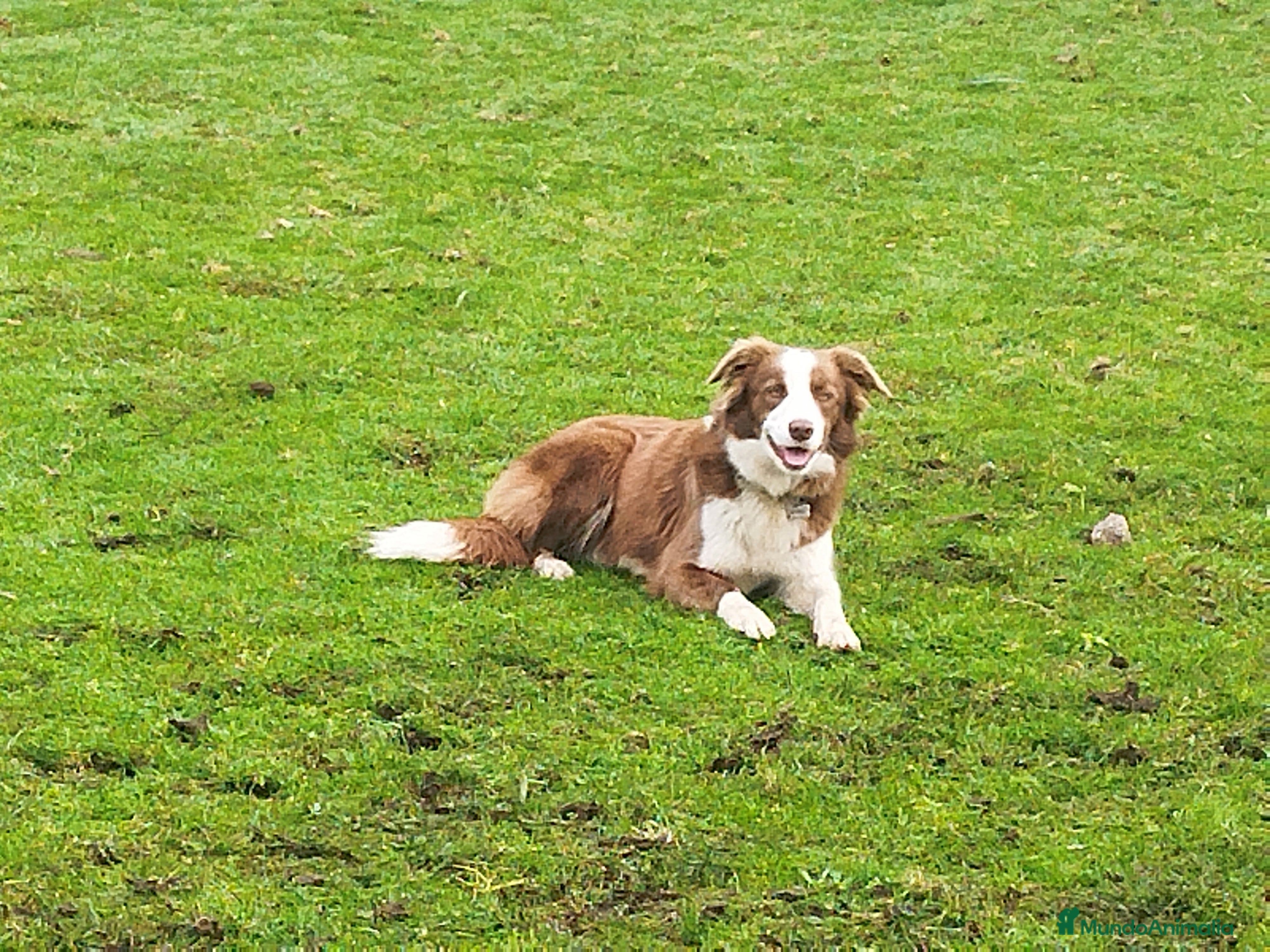Border Collie perros Se venden border collie  - Anuncio 6