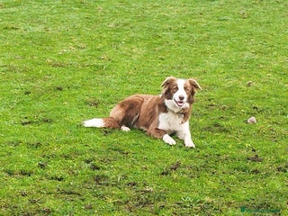 Border Collie perros Se venden border collie - Anuncio 1