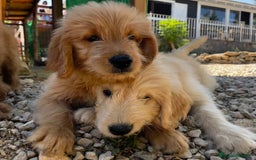 Goldendoodle perros en venta: Goldendoodle  - Imagen 5