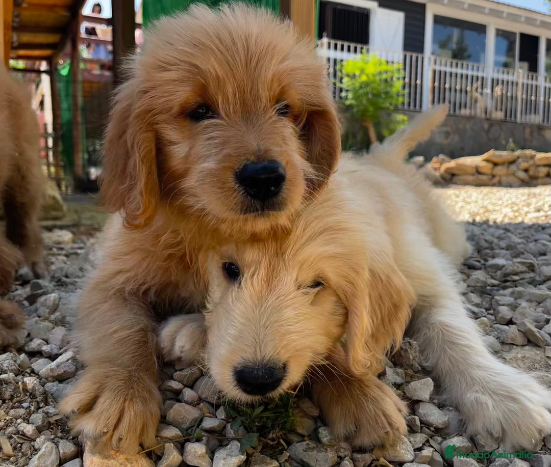 Goldendoodle perros en venta: Goldendoodle  - Imagen 5