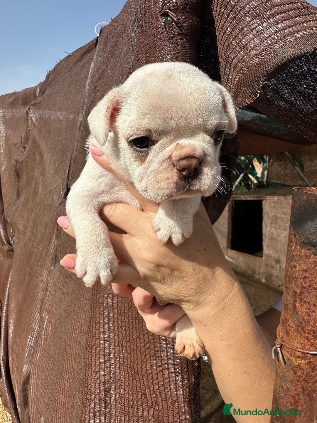 Bulldog Francés perros en venta: 3 hembras de bulldog francés  - Imagen 3