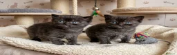 Británico de Pelo Corto gatos en venta: EXCLUSIVOS BRITISH SHORTHAIR BLACKS - Anuncio 5
