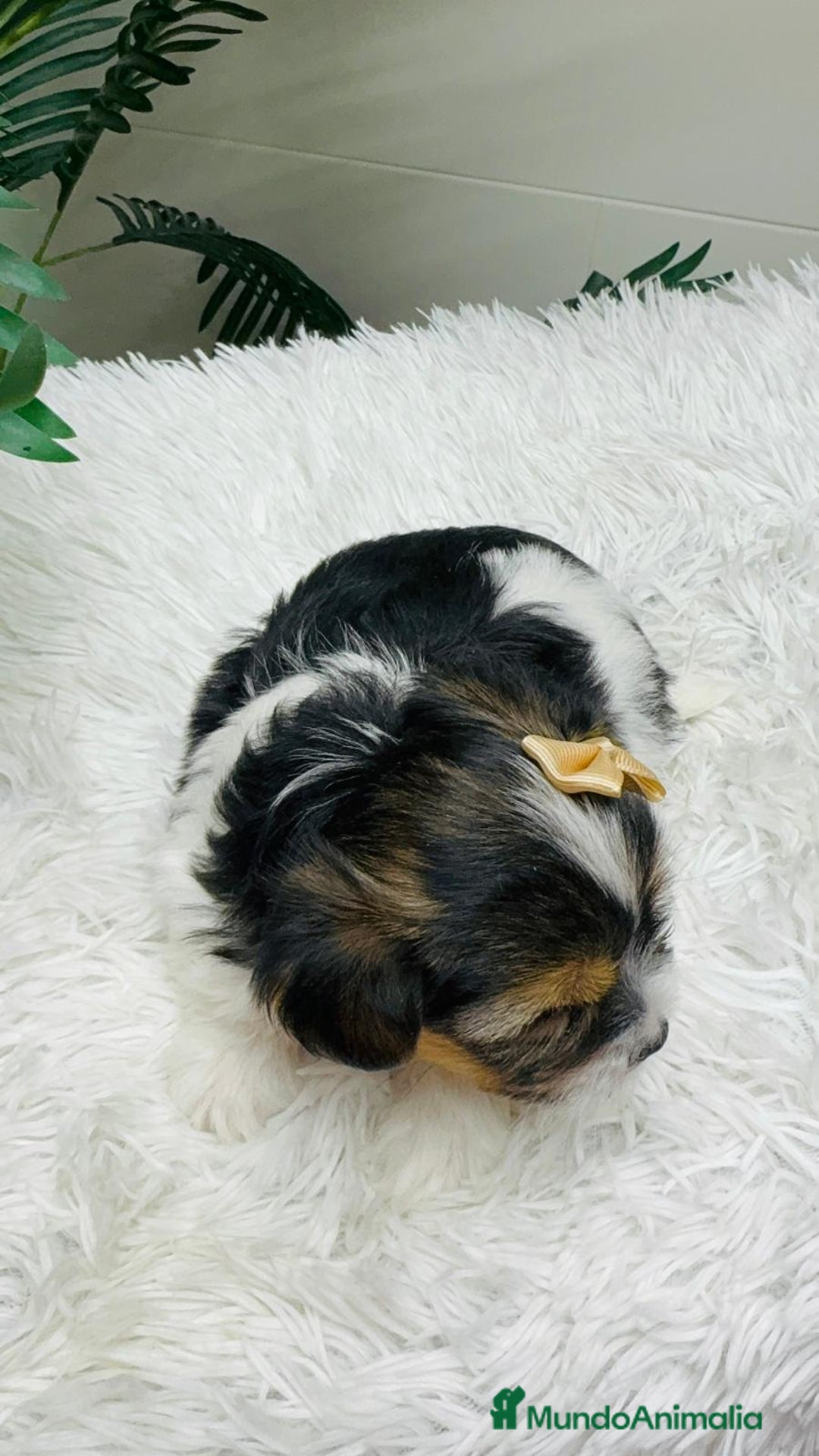 Yorkshire Terrier perros en venta: YORKSHIRE BIEWER - Anuncio 4