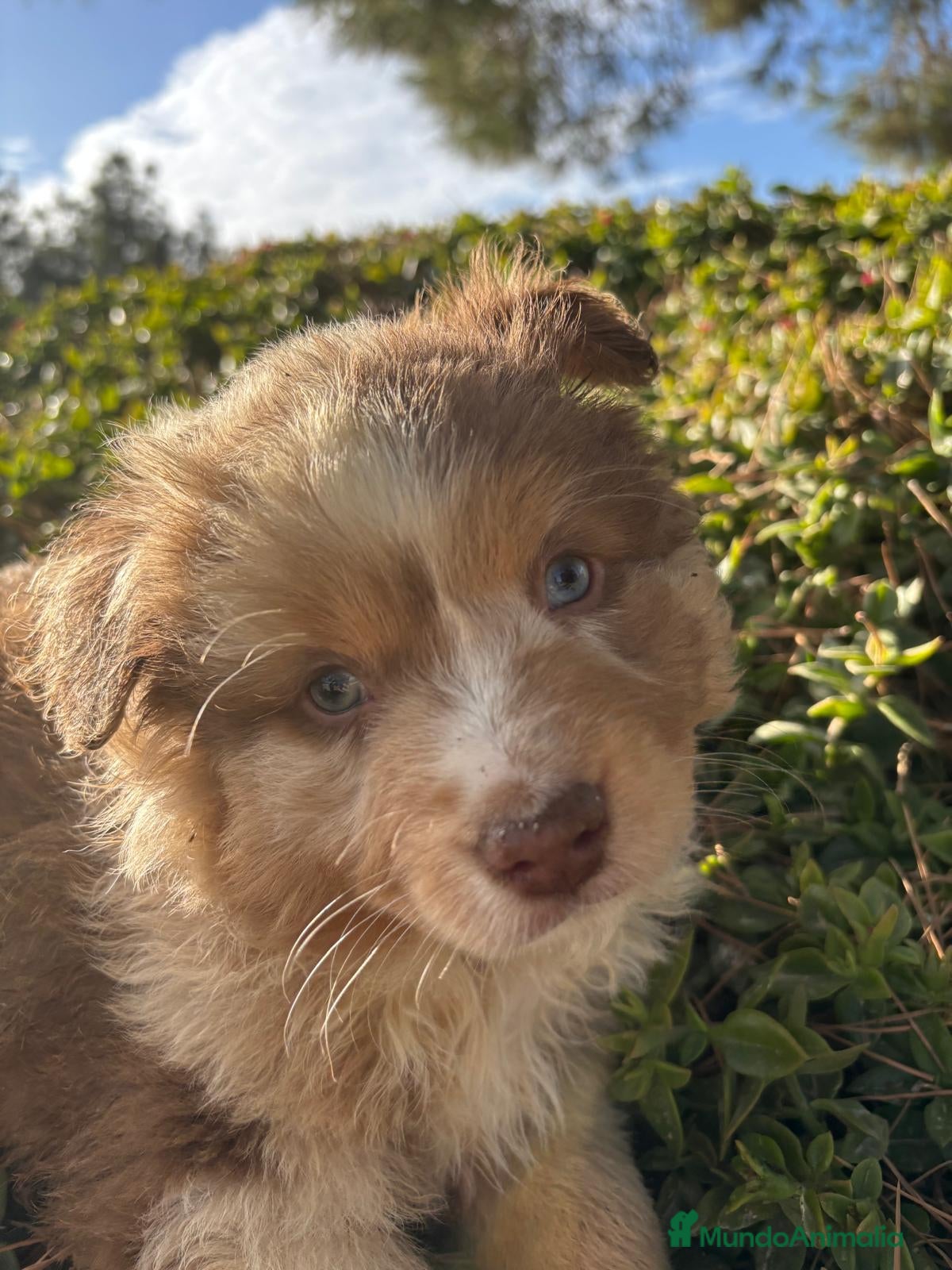 Pastor Miniatura Americano perros Pastor Americano  - Anuncio 36