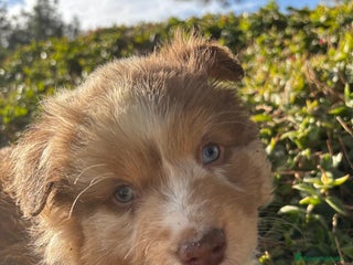 Pastor Miniatura Americano perros Pastor Americano - Anuncio 33