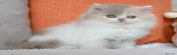 Británico de Pelo Corto gatos en venta: 🔥 British Shorthair de alta calidad disponibles - Anuncio 2