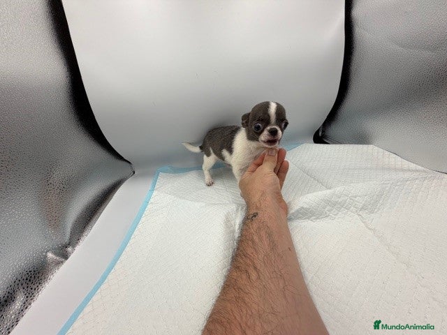 Chihuahua perros chihuahua mini - Anuncio 2