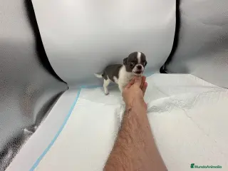 Chihuahua perros chihuahua mini - Anuncio 2