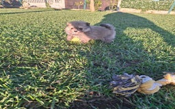 Pomerania perros en venta: Pomerania - Imagen 9