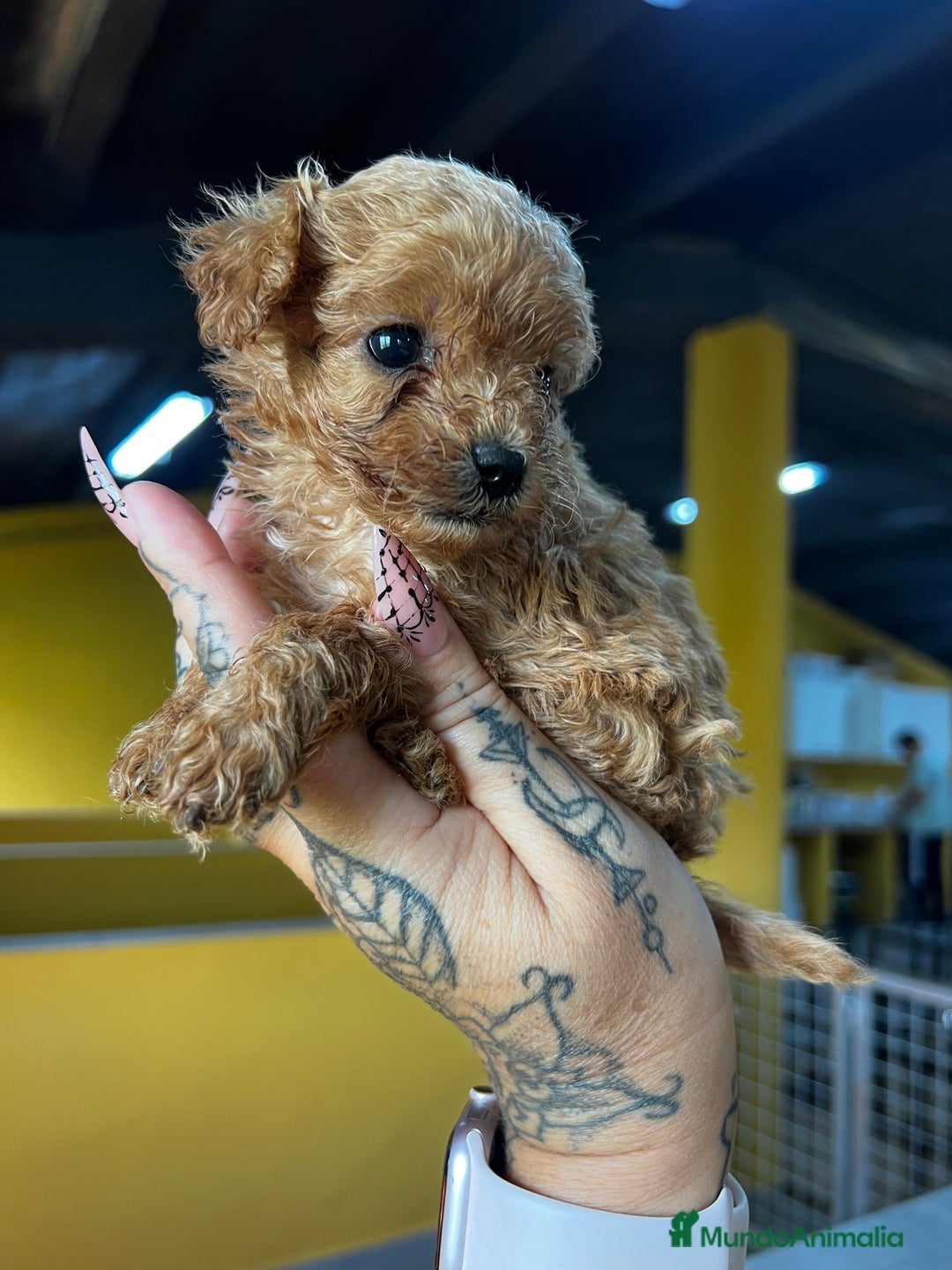 Caniche Toy perros en venta: Caniche Teacup  - Imagen 2