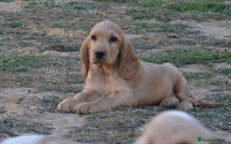 Cocker Spaniel Inglés perros en venta: Cocker - Imagen 2