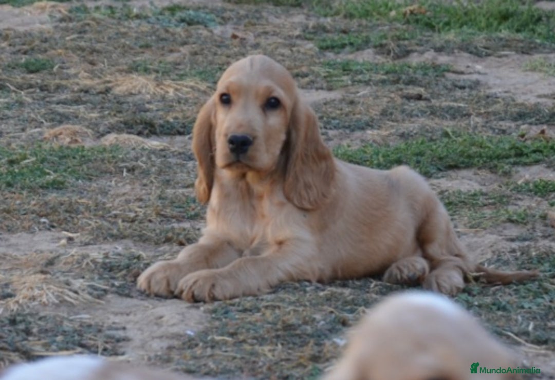 Cocker Spaniel Inglés perros en venta: Cocker - Imagen 2