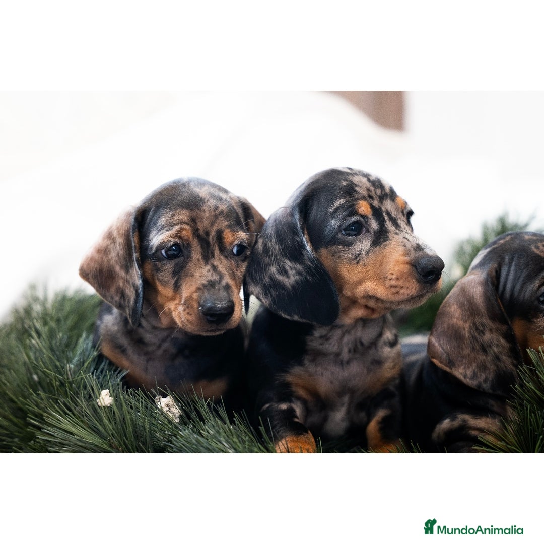 Teckel Miniatura perros en venta: Camada de Teckel miniatura 💙 - Anuncio 12